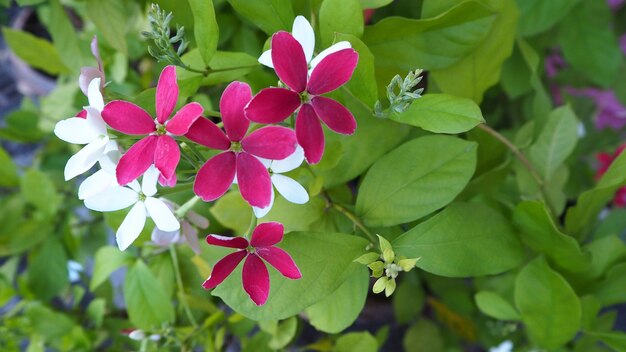 Fiori e foglie Nella bellissima natura per lo sfondo