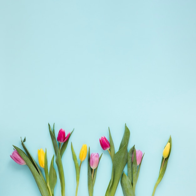 Fiori e foglie piani del tulipano di disposizione su fondo blu con lo spazio della copia