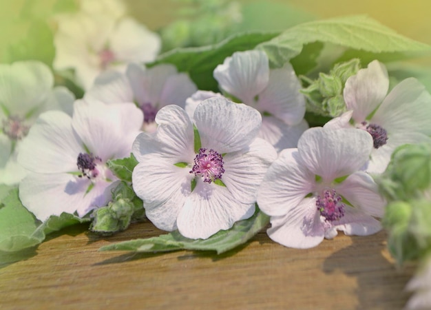 Fiori e foglie su un tavolo di legno Marsh Mallow