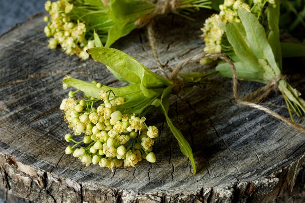 Fiori e forbici del tiglio su un vecchio ceppo di legno per l'immagine dell'essiccamento delle erbe medicinali