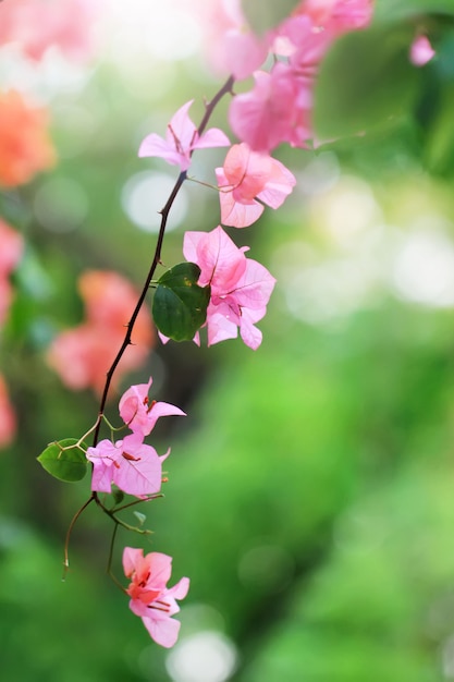 Fiori e gambi di piante di Lagerstroemia