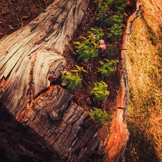 Fiori e germogli nascono nel vecchio tronco d'albero