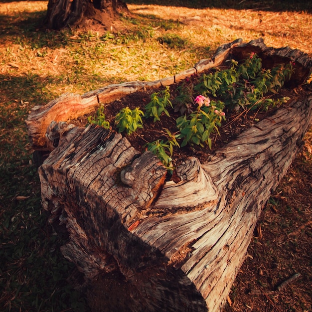 Fiori e germogli nascono nel vecchio tronco d'albero