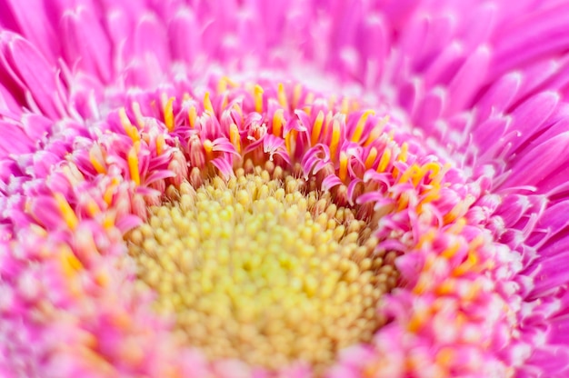 fiori e margherite con petali grandi e colori vividi, immagine primaverile