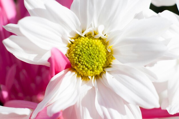 fiori e margherite con petali grandi e colori vividi, immagine primaverile