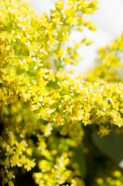 fiori e margherite con petali grandi e colori vividi, immagine primaverile