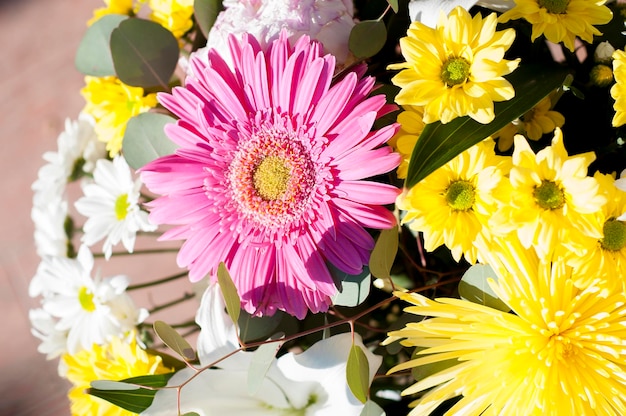 fiori e margherite con petali grandi e colori vividi, immagine primaverile