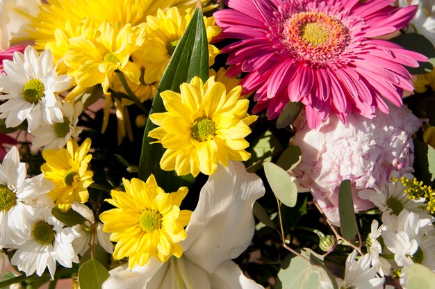 fiori e margherite con petali grandi e colori vividi, immagine primaverile