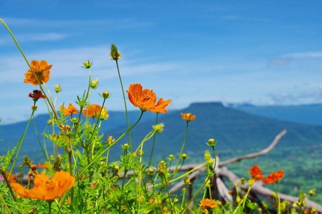 Fiori e montagna