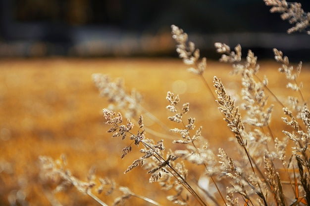 fiori e paesaggio autunnale, con colori ocra e oro.