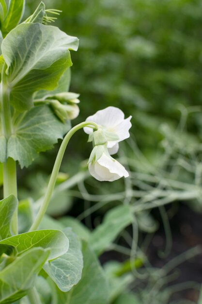 Fiori e piante di pisello bianchi nel giardino di primavera