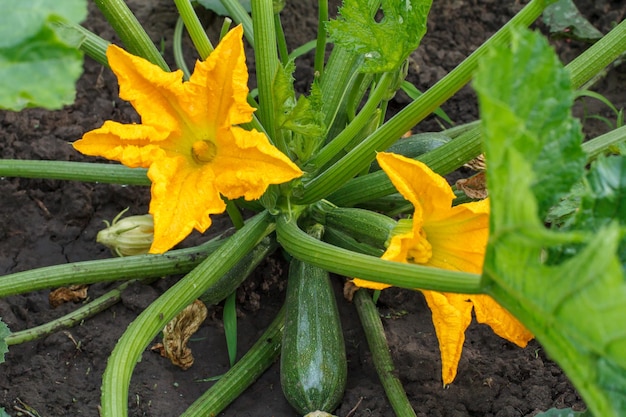 Fiori e piante di zucchine Midollo vegetale giovane che cresce sul cespuglio