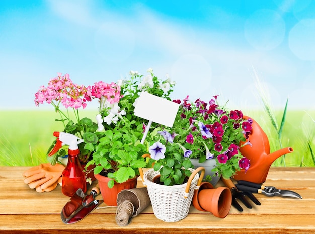 Fiori e piante in vaso con attrezzi da giardino sulla scrivania in legno contro il campo verde