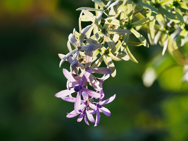 Fiori e piante tropicali luminosi Giorno limpido e soleggiato