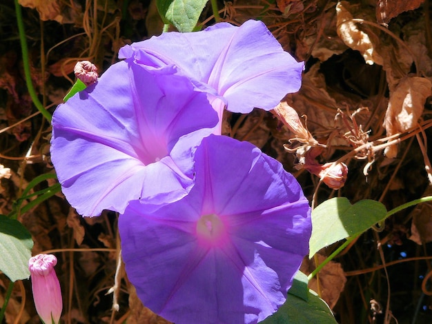 Fiori e piante tropicali nel parco