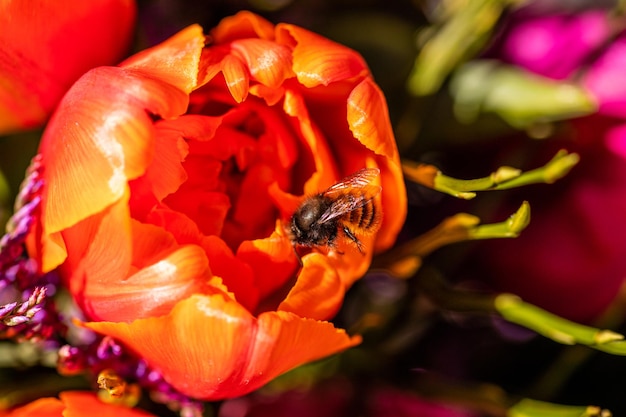 Fiori e piantine differenti vicino al concetto di pasqua di tempo primaverile dell'entrata del negozio di fiori del fiorista