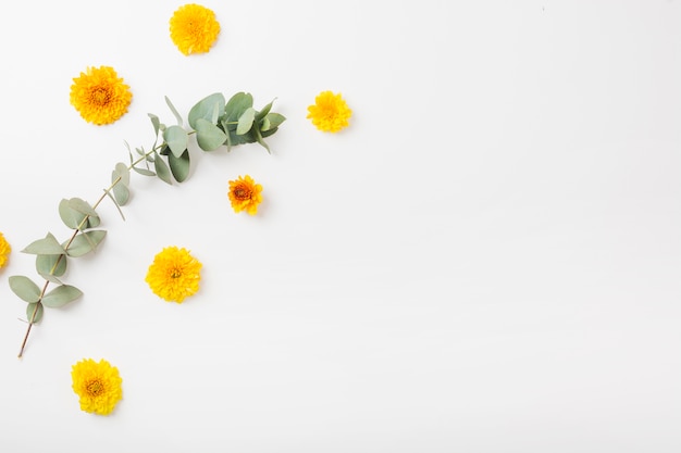 Fiori e ramoscello gialli del tagete su fondo bianco