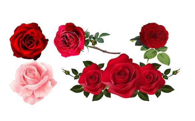 Fiori e rose isolati su fondo bianco 8