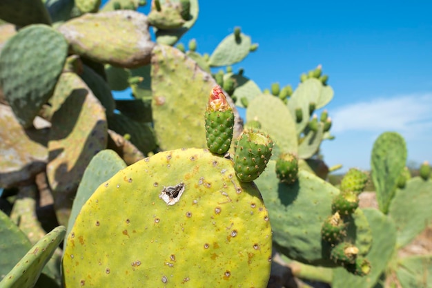 Fiori e spine verdi del cactus