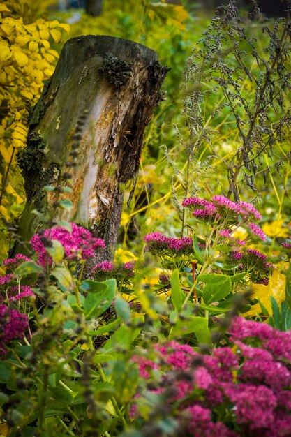 Fiori ed erba variopinti di caduta