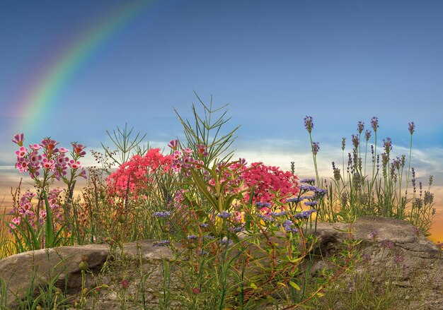 fiori ed erbe selvatiche su tramonto e mare rosa blu giallo blu cielo nuvoloso sole arcobaleno