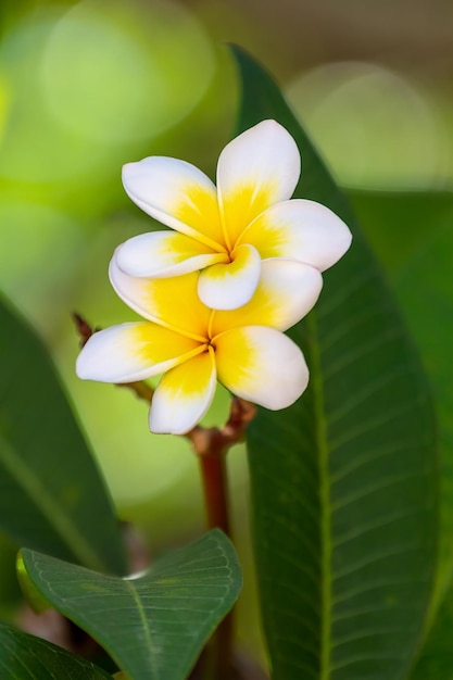 Fiori esotici. Fiore tropicale del Frangipani su sfondo verde.