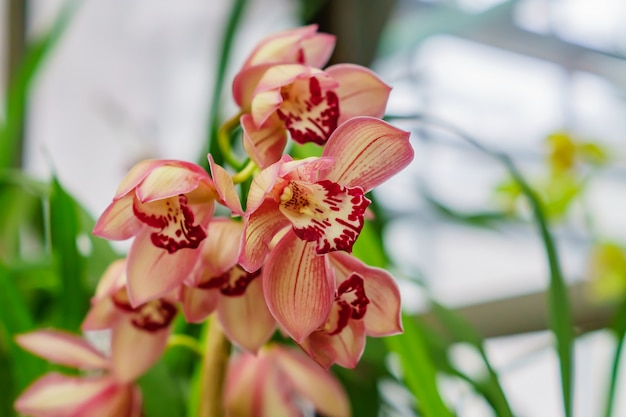 Fiori esotici rosa dell'orchidea in giardino botanico