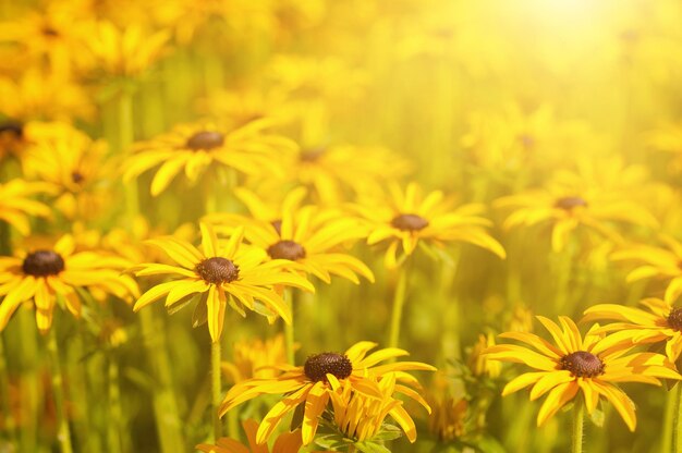 Fiori estivi di Rudbekia