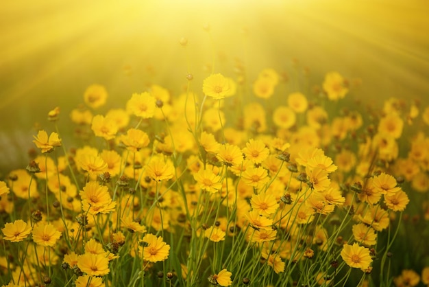 Fiori estivi di Rudbekia