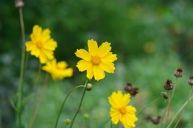 fiori estivi in fiore nel giardino