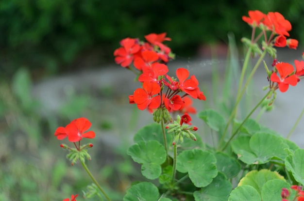 fiori estivi luminosi che crescono nei giardini