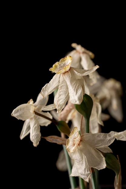 Fiori fragili appassiti su sfondo nero soft focus Narcisi secchi Foto verticale di fiori morti