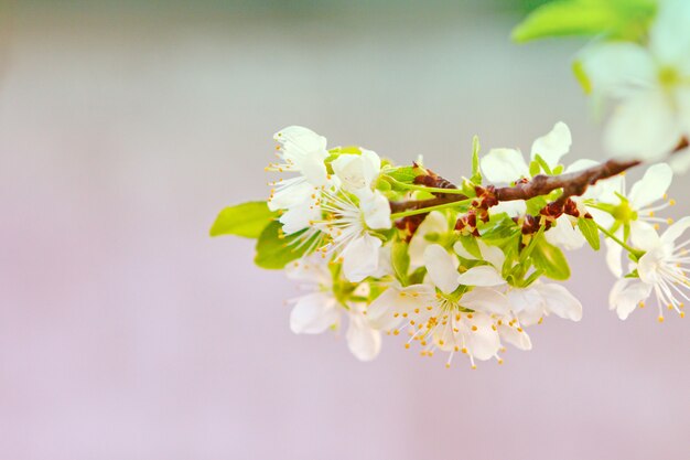 Fiori fragili