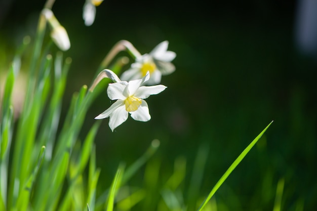 Fiori freschi bianchi della macro del primo piano dei narcisi su un fondo verde chiaro in natura nei raggi di luce solare.