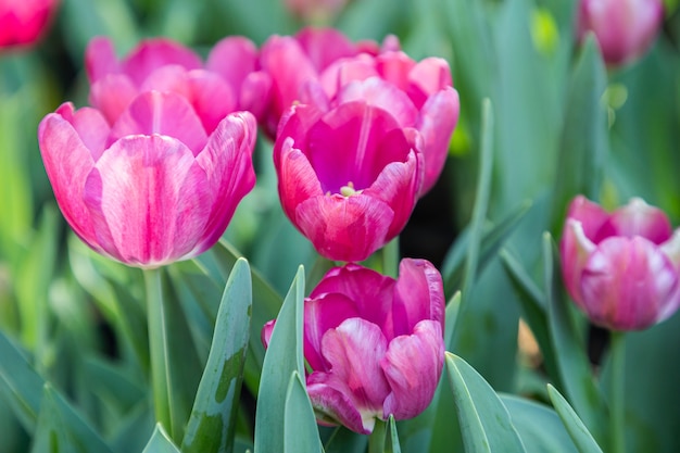 Fiori freschi del tulipano variopinti nel giardino al giorno di primavera