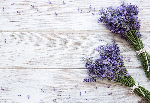 Fiori freschi di lavanda