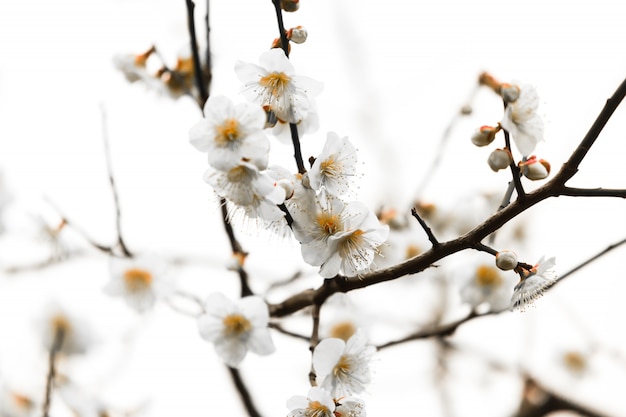 fiori freschi di prugna isolato su sfondo bianco