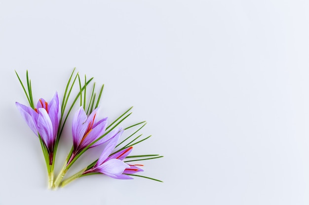 Fiori freschi e foglie di zafferano su sfondo bianco. Posto per il tuo testo. L'uso della spezia dello zafferano in cucina e cosmetologia.