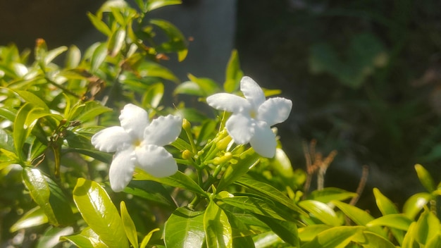 Fiori freschi tra le foglie verdi alla luce del mattino