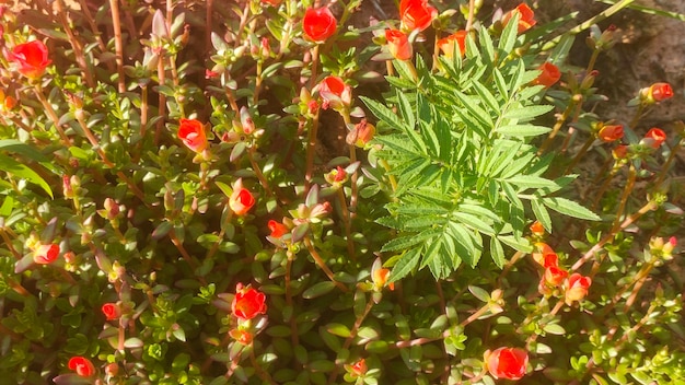 Fiori freschi tra le foglie verdi alla luce del mattino