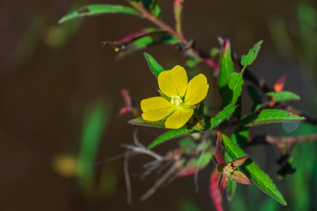 Fiori gialli ai margini della foresta.