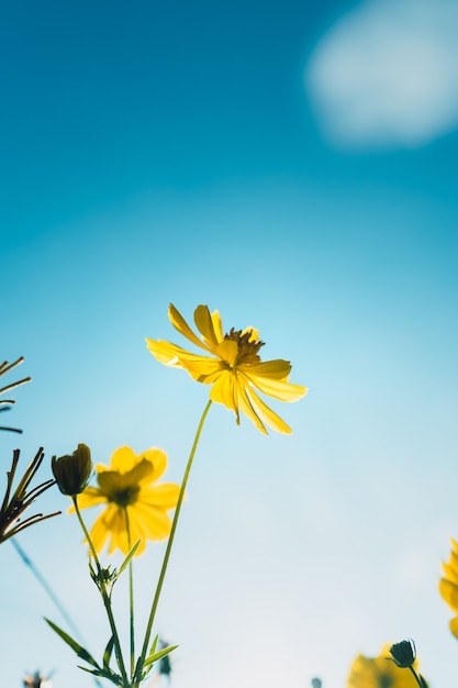 Fiori gialli al mattino Estate