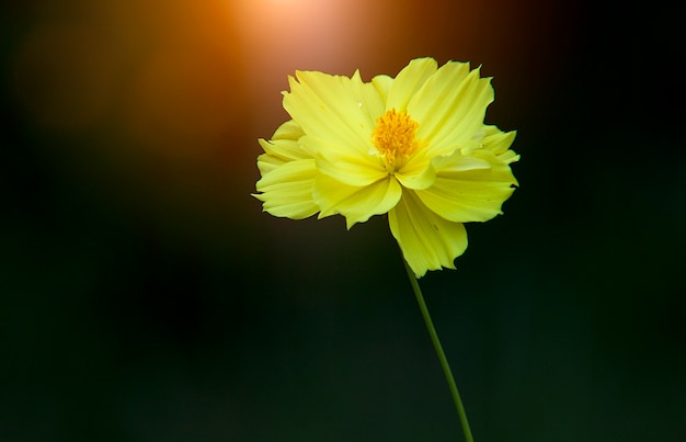 Fiori gialli al momento del tramonto