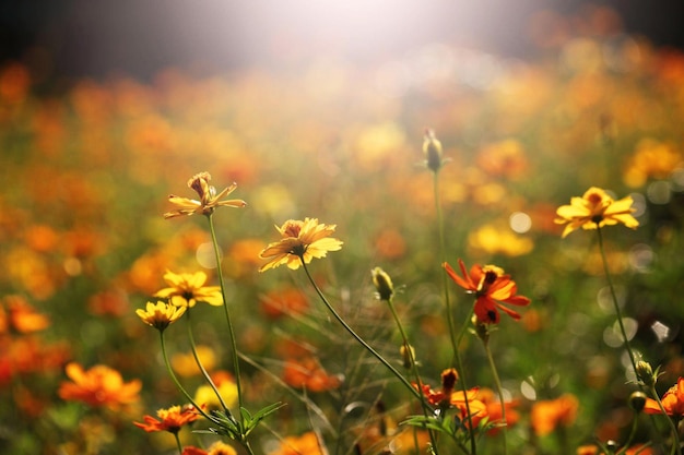 Fiori gialli alla luce del sole