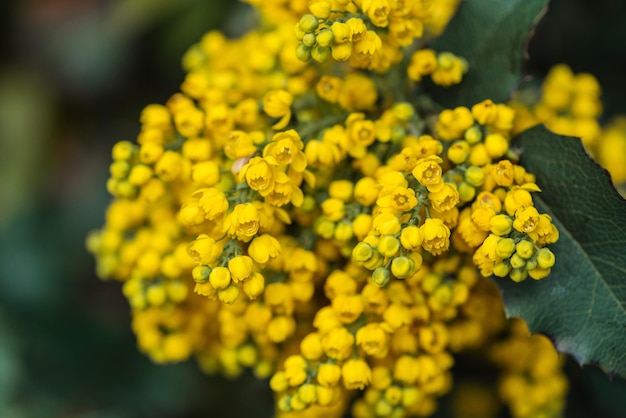 fiori gialli brillanti da vicino