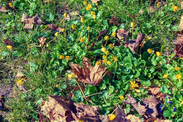 Fiori gialli brillanti di Ficaria verna sullo sfondo di foglie verdi all'inizio della primavera