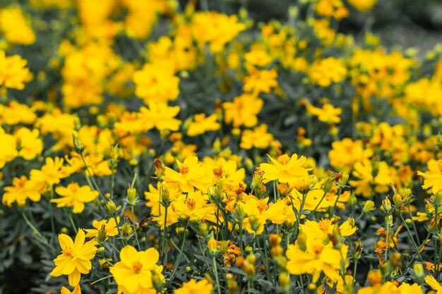 Fiori gialli che fioriscono al giardino