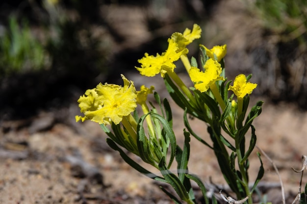 Fiori gialli che fioriscono all'aperto