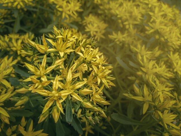 Fiori gialli che fioriscono in giardino