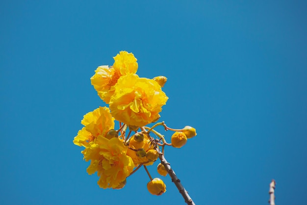 Fiori gialli che sbocciano luminosi al mattino